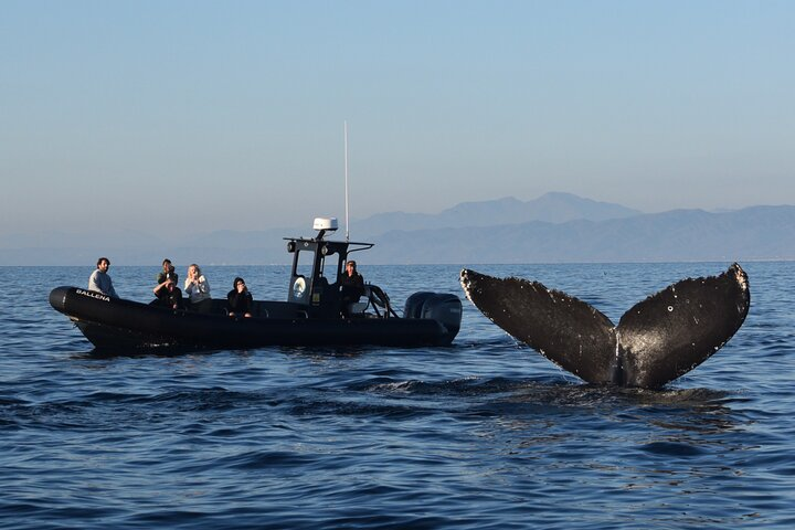 Up Close Dolphin & Whale Watching - Photo 1 of 7